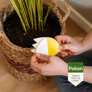 Pokon Bio Vangplaatjes tegen Potgrondvliegjes 15 stuks - afbeelding 5