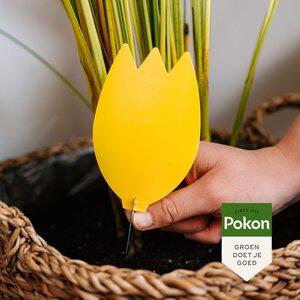 Pokon Bio Vangplaatjes tegen Potgrondvliegjes 15 stuks - afbeelding 6