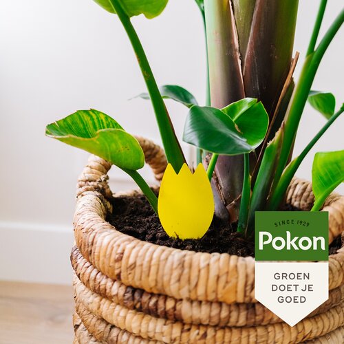 Pokon Bio Vangplaatjes tegen Potgrondvliegjes 15 stuks - afbeelding 7