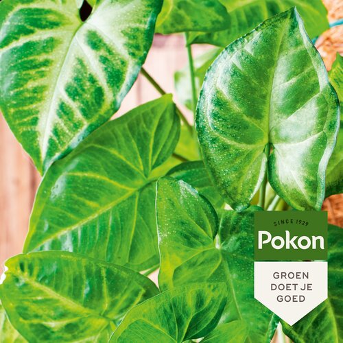 Pokon Bladglans - 600ml - afbeelding 3