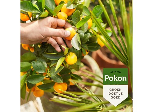 Pokon Citrus Plant Food 250ml - afbeelding 2