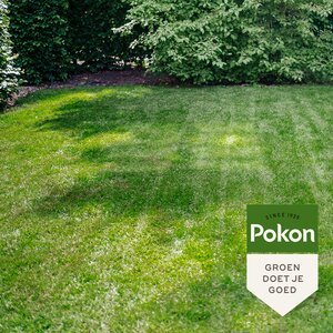 Pokon Graszaad Schaduw 250gr - afbeelding 6