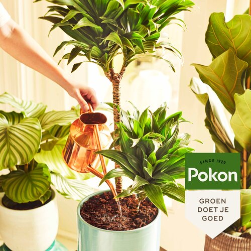 Pokon Kamerplanten Voeding Poeder - 100gr - afbeelding 3