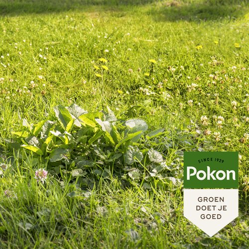 Pokon Onkruid Weg! 2,4kg voor 120mВ - afbeelding 4