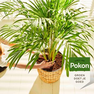 Pokon Palm Voeding 250ml OP=OP - afbeelding 5