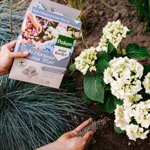 Pokon Rhododendron, Hortensia & Azalea Mest 1kg - afbeelding 3