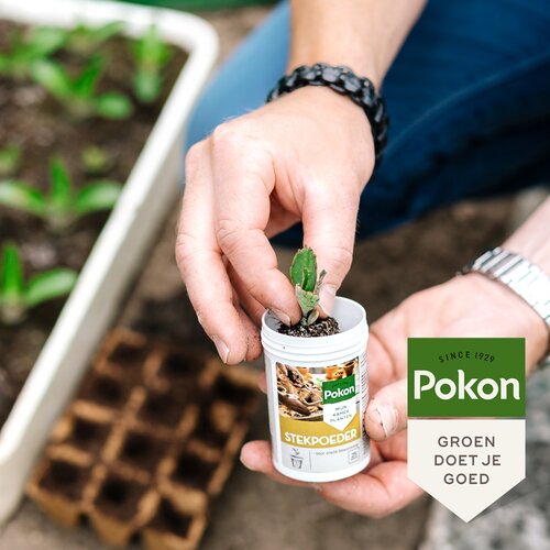 Pokon Stekpoeder 25gr - afbeelding 3