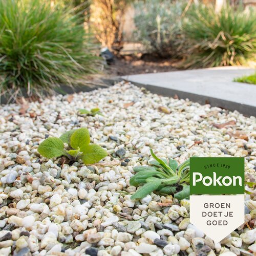 Pokon Tegen Onkruid Concentraat 450ml - afbeelding 4