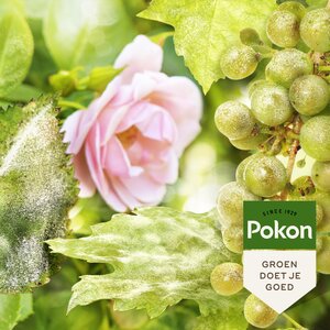 Pokon Tegen Schimmels Fungus Concentraat 180gr - afbeelding 3