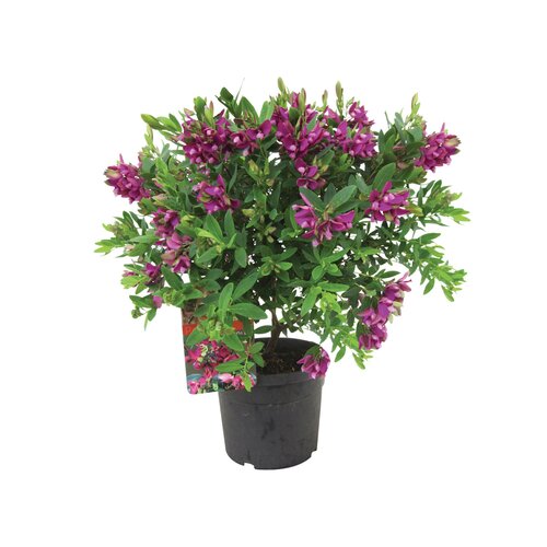 Polygala, in 19cm-pot