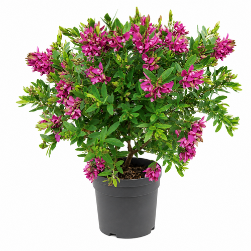 Polygala, in 19cm-pot