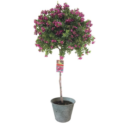 Polygala op stam, in 21cm-pot - afbeelding 1