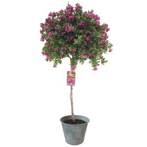 Polygala op stam, in 21cm-pot - afbeelding 1