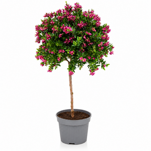 Polygala op stam, in 21cm-pot
