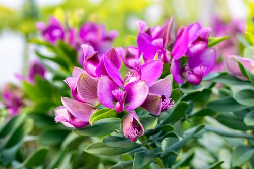 Polygala op stam, in 21cm-pot - afbeelding 2