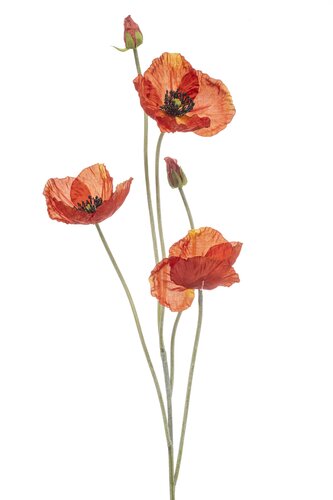 Poppy spray x5 orange 110cm