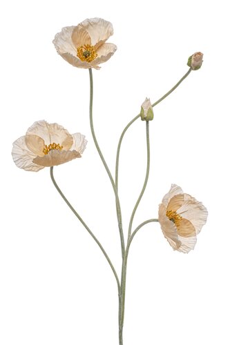 Poppy spray x5 peach 110cm
