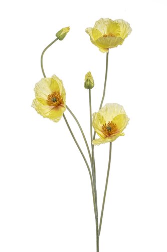 Poppy spray x5 yellow 110cm