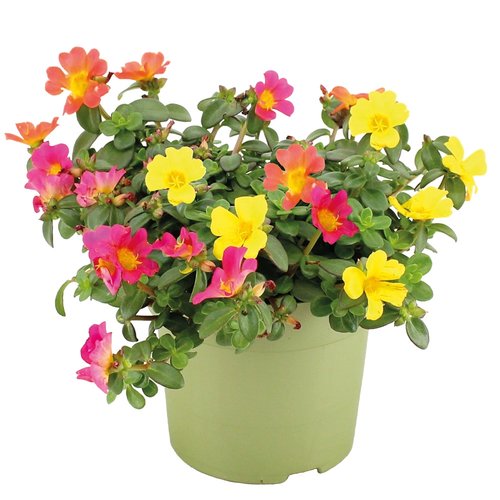 Portulaca, in 12cm-pot