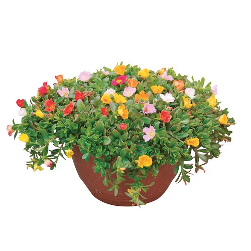 Portulaca, in 27cm-schaal - afbeelding 1