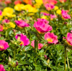 Portulaca, in 27cm-schaal - afbeelding 2