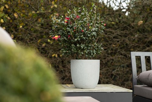 Pot Bol Lichtgrijs - Ø 37 x H 37 cm - afbeelding 2