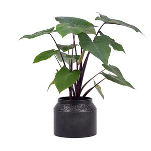 Pot Metaal Rustique Black - H 18,5 x D 23 cm - afbeelding 2