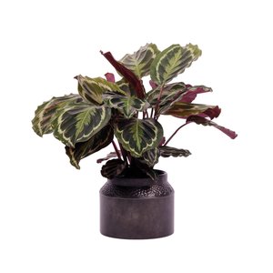 Pot Metaal Rustique Black - H 23,5 x D 28 cm - afbeelding 2