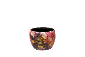 Pot Sweet magnolia D7 H6