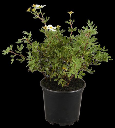 Pot Vulcano blauw D 46 x H 38 cm - afbeelding 4