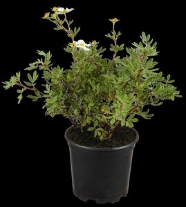 Pot Vulcano blauw D 46 x H 38 cm - afbeelding 4