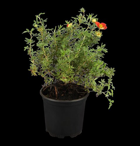 Pot Vulcano blauw D 46 x H 38 cm - afbeelding 2