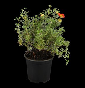 Pot Vulcano blauw D 46 x H 38 cm - afbeelding 2