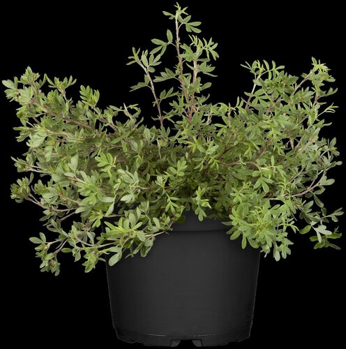 Pot Vulcano blauw D 46 x H 38 cm - afbeelding 6