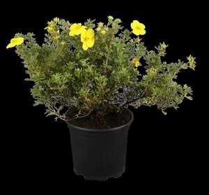 Pot Vulcano blauw D 46 x H 38 cm - afbeelding 3