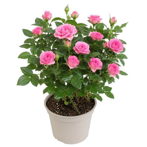 Potroosje, in 10,5cm-pot - afbeelding 1