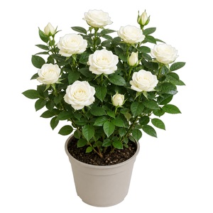 Potroosje, in 10,5cm-pot - afbeelding 2