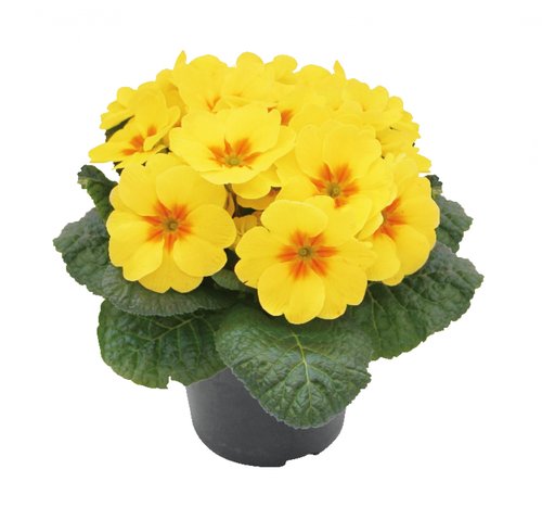 Primula geel, in 10,5cm-pot