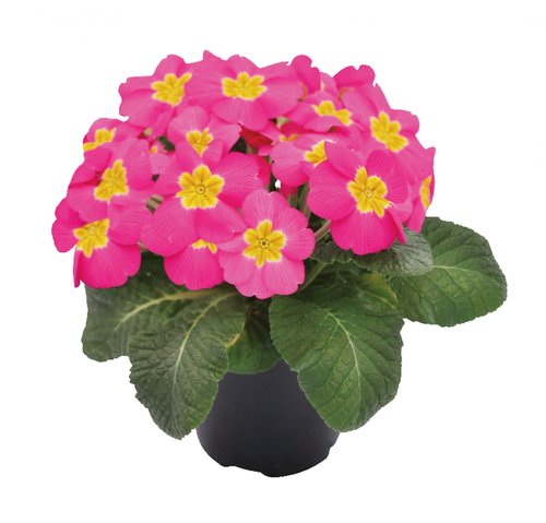 Primula roze, in 10,5cm-pot