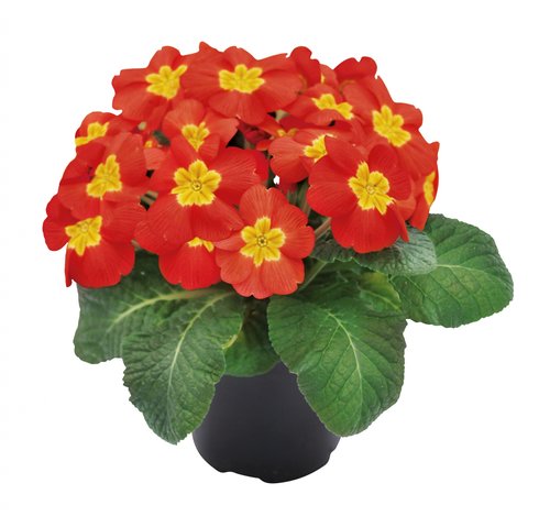 Primula rood, in 10,5cm-pot