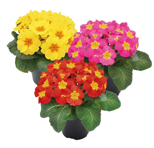 Primula, in 10,5cm-pot