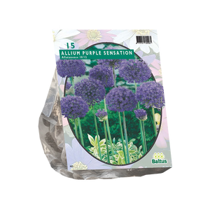 Baltus Allium Aflatunense Purple Sensation per 15