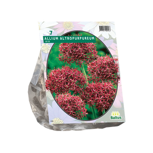 Baltus Allium Atropurpureum per 7
