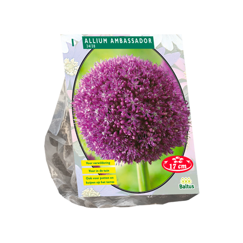 Baltus Allium Ambassador per 1