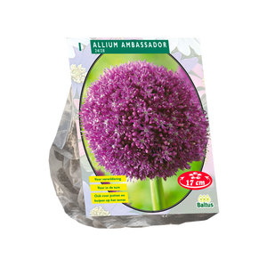Baltus Allium Ambassador per 1