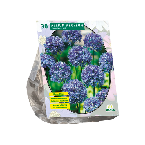 Baltus Allium Caeruleum Azureum per 30