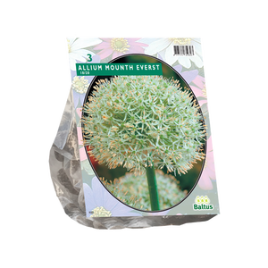 Baltus Allium Mount Everest per 3