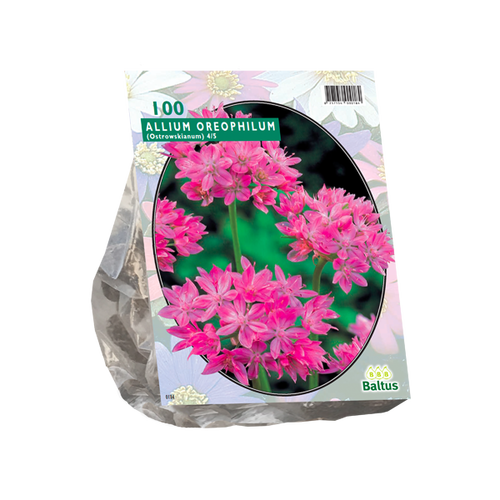 Baltus Allium Oreophilum per 100
