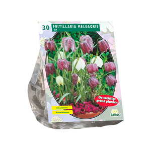 Baltus Fritillaria Meleagris per 30
