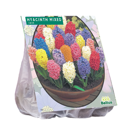 Baltus Hyacinth, Mix per 15